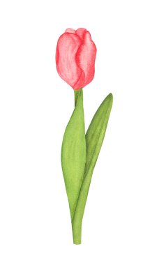 Göz alıcı taç yaprakları olan güzel suluboya lale. Tasarım, logo, bahar dekorasyonu, davetiyeler, tekstil için güzel el çizimleri..