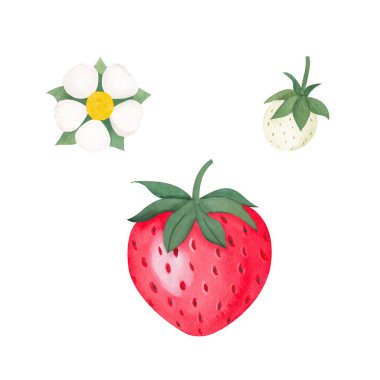 Beyaz arka planda izole edilmiş taze kırmızı çilek seti. Parlak, tatlı ve lezzetli meyvelerle suluboya illüstrasyon. Tasarım için botanik elementler.
