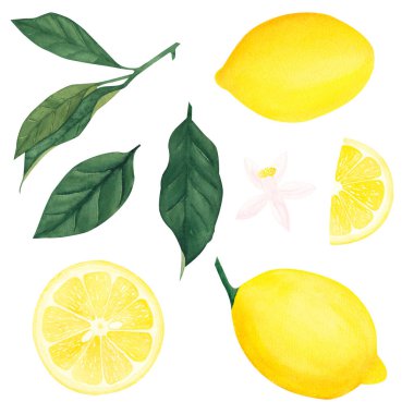 Limon yaprağının suluboya botanik seti, beyaz arka planda meyve ve çiçek. Tasarım, tebrik kartları, kartpostallar, mutfak resimleri..