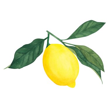 Beyaz zemin üzerinde meyveler bulunan limon ağacının suluboya bitkisel ilüzyonu. Tebrik kartları, kartpostallar, mutfak resimleri.