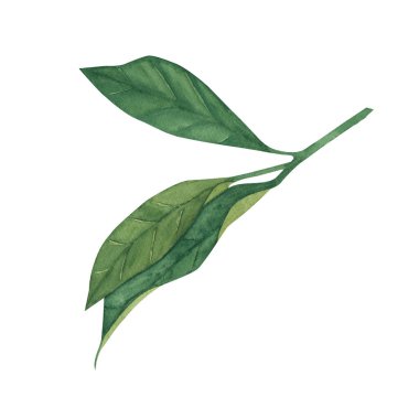 suluboya limon yaprağı - beyaz arka planda izole edilmiş. Poster, kart, davetiye, menü, mutfak.