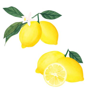 Beyaz arka planda meyve ve çiçekli limon ağacının suluboya ilüzyonu. Tasarım, tebrik kartları, kartpostallar için resim..