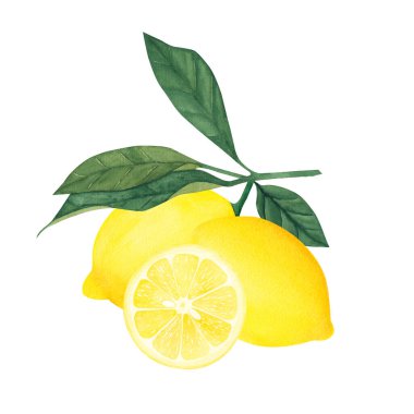 Beyaz arka planda meyve ve çiçekli limon ağacının suluboya ilüzyonu. Tasarım, tebrik kartları, kartpostallar için resim..