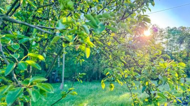 Yazın gün ışığında genç bir elma ağacı. Yüksek kalite fotoğraf