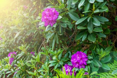 Beautiful view of a purple rhododendron its flowers begin to bloom. High quality photo clipart