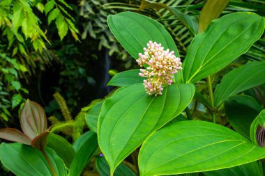 Evergreen botanik bahçesi, içinde egzotik ve tropikal bitkiler olan portakal suyu. - Evet. Yüksek kalite fotoğraf