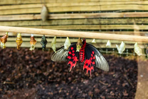 Bir tahta parçasına bağlı olan iç kelebek kozaları. Yeşil ve sarı kozalar. Yüksek kalite fotoğraf