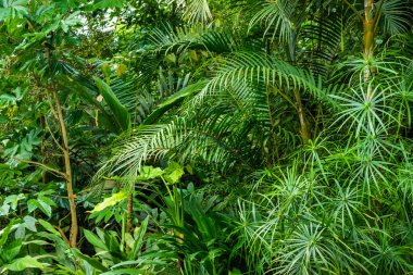 Evergreen botanik bahçesi, içinde egzotik ve tropikal bitkiler olan portakal suyu. - Evet. Yüksek kalite fotoğraf