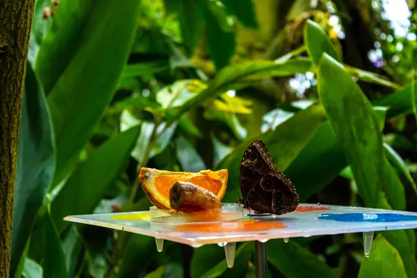 Kahverengi kelebek botanik bahçesinde meyve ve reçel yiyor. Yüksek kalite fotoğraf