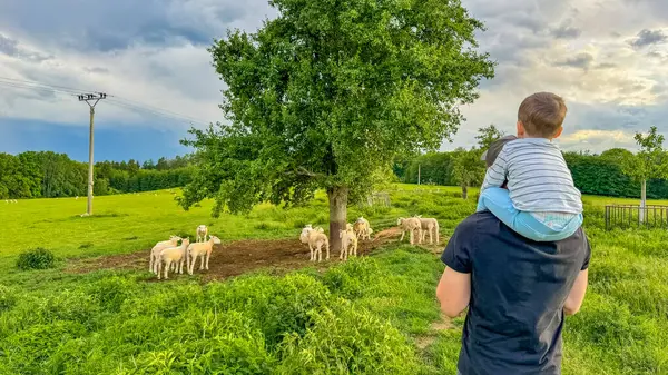 Family looking at sheep in field. Boy and young father having fun on a farm. High quality photo