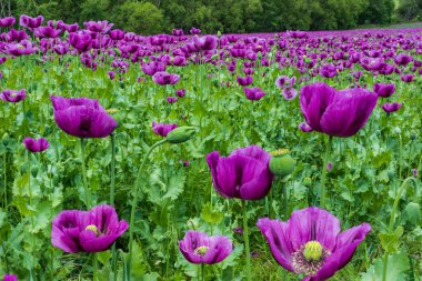 Mor gelincik tarlada çiçek açar. Papaver somniferum. Yüksek kalite fotoğraf