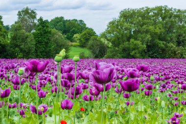 Mor gelincik tarlada çiçek açar. Papaver somniferum. Yüksek kalite fotoğraf