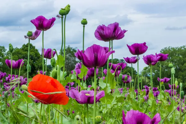 Mor ve kırmızı gelincik bir tarlada çiçek açar. Papaver somniferum. Yüksek kalite fotoğraf