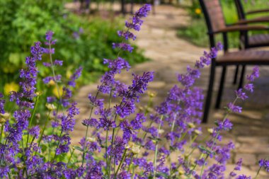Bahçedeki doğal mor çiçek ve taş. Bahçedeki çiçeğin bir parçası. Yüksek kalite fotoğraf