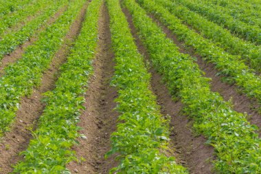 İlkbaharda eko tarlasında sıra sıra büyüyen patates bitkileri. Yüksek kalite fotoğraf