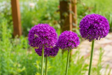 Dört tane mor sarımsak çiçek açıyor ve birinin üzerinde bir arı oturuyor. Yüksek kalite fotoğraf