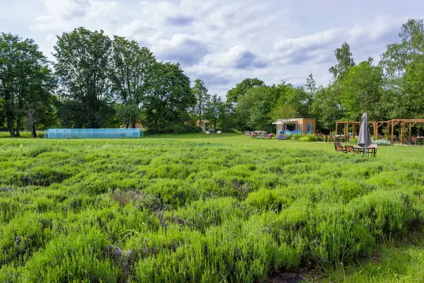 Bahardan önce lavanta tarlasında Viev 'in güzel bir geçmişi var. Yüksek kalite fotoğraf