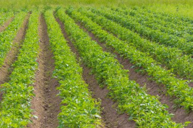 İlkbaharda eko tarlasında sıra sıra büyüyen patates bitkileri. Yüksek kalite fotoğraf