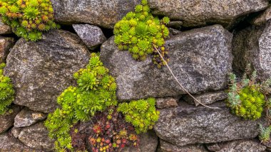 Sempervivum tectorum, taş duvarda büyüyen sıradan bir ev. Yüksek kalite fotoğraf