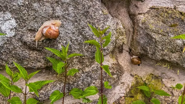 Boynuzlu salyangoz arka planda yeşillik olan bir taşın üzerinde oturuyor. Yüksek kalite fotoğraf