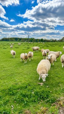 Yeşillik tarlalardaki çayırlarda bir koyun sürüsü. Bir tarlada ot yiyen koyunlar. Yüksek kalite fotoğraf