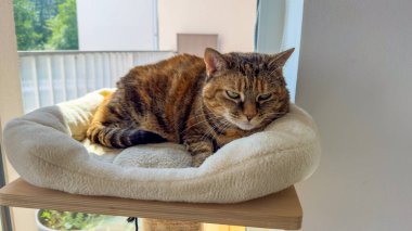 Evde bir kedi evinde dinlenen tembel ve çok yaşlı kedi manzarası. Yüksek kalite fotoğraf