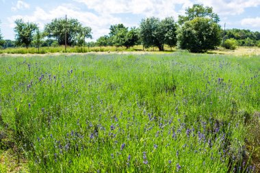 Çek Cumhuriyeti 'ndeki lavanta tarlaları ekofarkoda. Çiçekli bir lavanta manzarası. Yüksek kalite fotoğraf