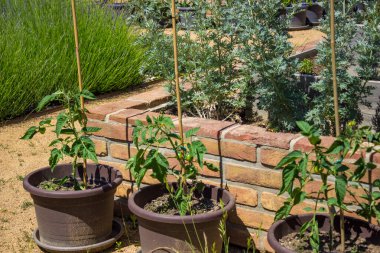 Gri tencerelerde domates yetiştiriyor ve arka plandaki seranın yanında. Yüksek kalite fotoğraf