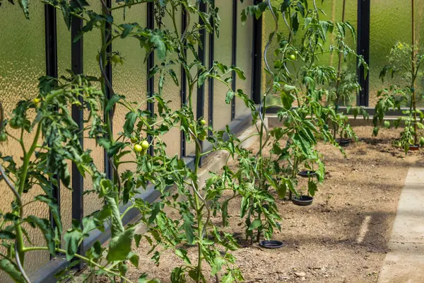 Toprakta yetişen domates fideleriyle dolu cam seranın manzarası. Yüksek kalite fotoğraf