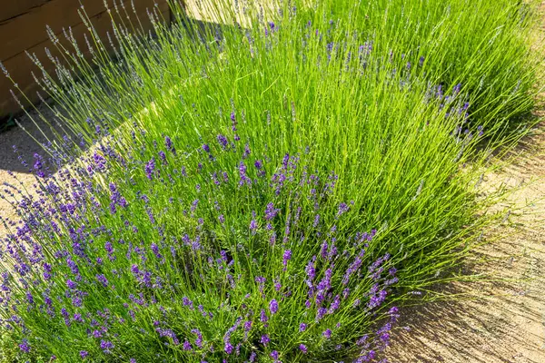 stock image Lavender field rows in Czech Republic at ecofarm. View of a blooming lavender. High quality photo