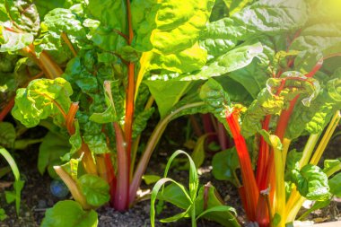 Yüksek sebze yatağında renkli ravent bitkileri. Rheum rhabarum. - Evet. Yüksek kalite fotoğraf