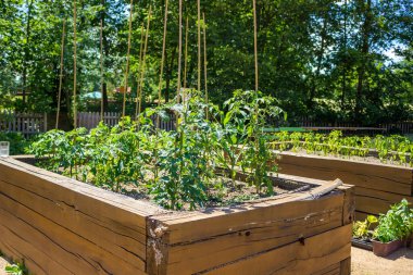 Toprak gübre ve domateslerle dolu ahşap kutudan yükseltilmiş bir yatak. Yüksek kalite fotoğraf