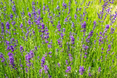 Yaz güneşi ışığında romantik lavanta manzarası. Eko lavanta tarımı. Yüksek kalite fotoğraf
