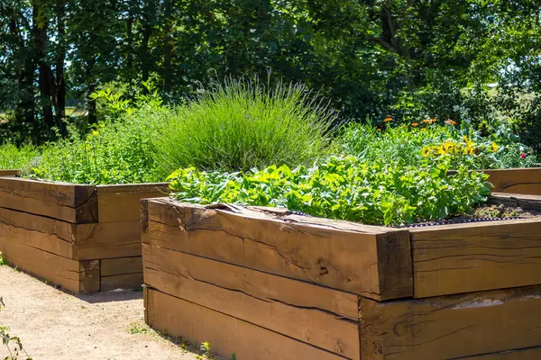 Gündüz vakti bahçesinde lahana ve biberle yükseltilmiş yataklar olan sebze bahçesi. Yüksek kalite fotoğraf