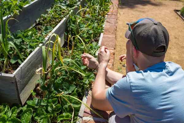 Baba ve oğul organik bir çiftlikte dikey yüksek yataklarda çilek topluyor. Yüksek kalite fotoğraf