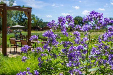 Bahçedeki doğal mor çiçek ve taş. Bahçedeki çiçeğin bir parçası. Yüksek kalite fotoğraf