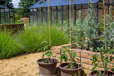 Gri tencerelerde domates yetiştiriyor ve arka plandaki seranın yanında. Yüksek kalite fotoğraf