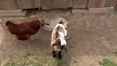 Annesinin yanında yürüyen yeni doğmuş keçilerin videosu. Yüksek kalite 4k görüntü