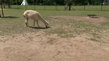 Hayvanat bahçesindeki beyaz lama videosu. Yüksek kalite 4k görüntü