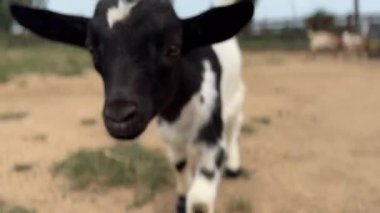 Annesinin yanında yürüyen yeni doğmuş keçilerin videosu. Yüksek kalite 4k görüntü