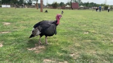 Güzel bir hindinin yemyeşil yolda yürümesini izle. Yüksek kalite 4k görüntü