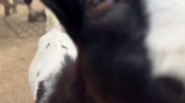 Annesinin yanında yürüyen yeni doğmuş keçilerin videosu. Yüksek kalite 4k görüntü