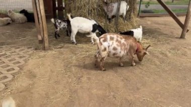 Annesinin yanında yürüyen yeni doğmuş keçilerin videosu. Yüksek kalite 4k görüntü
