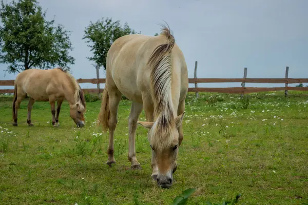 Çek Cumhuriyeti 'ndeki ulusal parkın yeşil manzarasında bej fiyort atları. Yüksek kalite fotoğraf