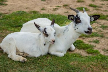 Annesinin yanında yerde yatan küçük beyaz bir keçi. Yüksek kalite fotoğraf