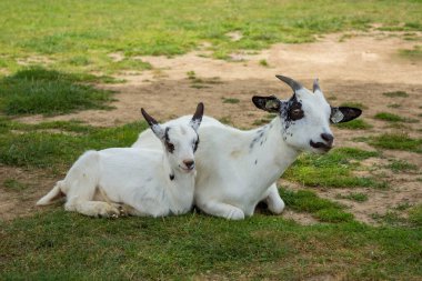 Annesinin yanında yerde yatan küçük beyaz bir keçi. Yüksek kalite fotoğraf