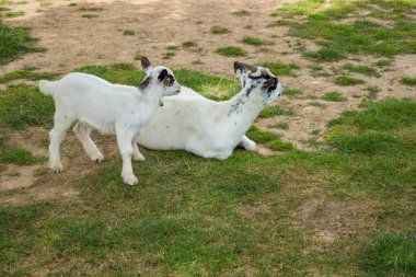 Annesinin yanında yerde yatan küçük beyaz bir keçi. Yüksek kalite fotoğraf