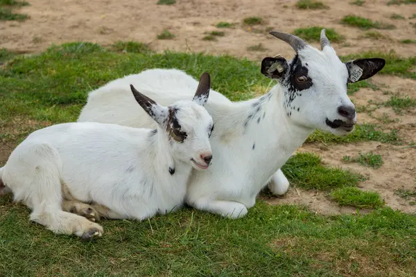 Annesinin yanında yerde yatan küçük beyaz bir keçi. Yüksek kalite fotoğraf