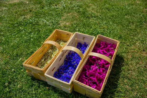 Tahta sepetlerde kurutulmuş çay yapmak için yaprak toplayın ve kurutmak için taşıyın. Yüksek kalite fotoğraf