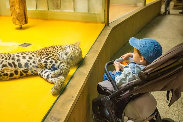 Kot pantolonlu küçük bir çocuk modern bir hayvanat bahçesinde hayvanları izlerken eğleniyor. Yüksek kalite fotoğraf